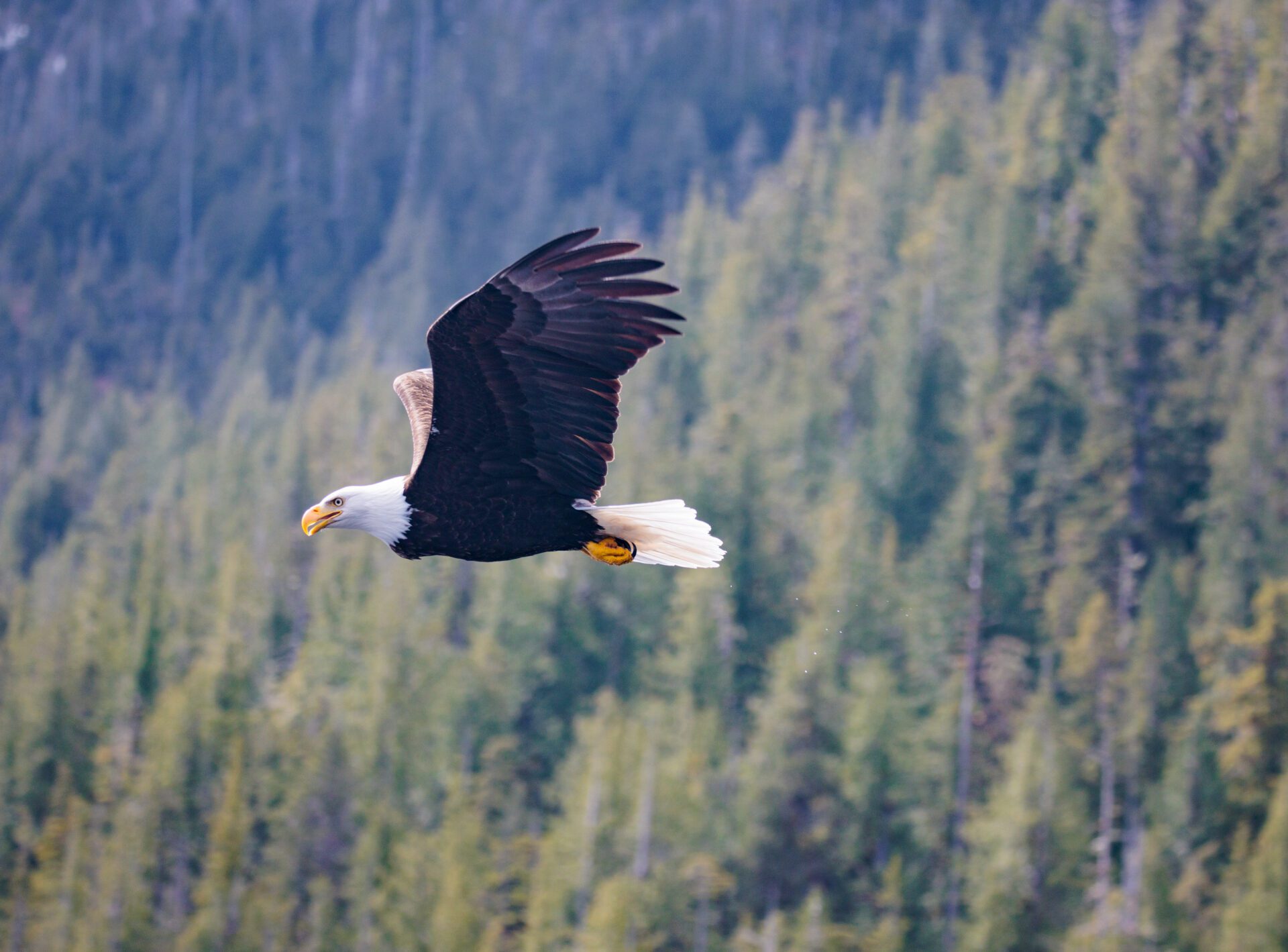Bald Eagle flying near the lodge