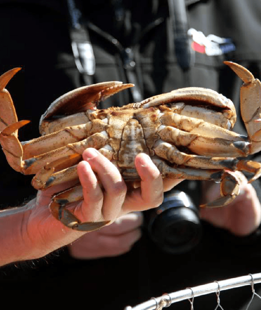 holding Crab